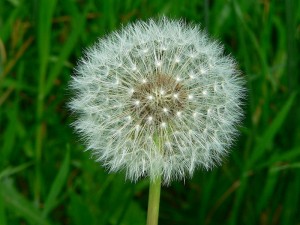 The dandelion flower is actually called a parachute